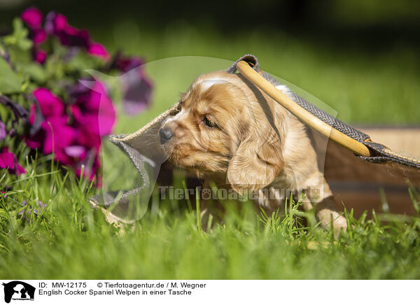 English Cocker Spaniel Welpen in einer Tasche / English Cocker Spaniel puppy in a bag / MW-12175