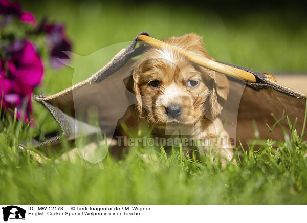 English Cocker Spaniel Welpen in einer Tasche / English Cocker Spaniel puppy in a bag / MW-12178