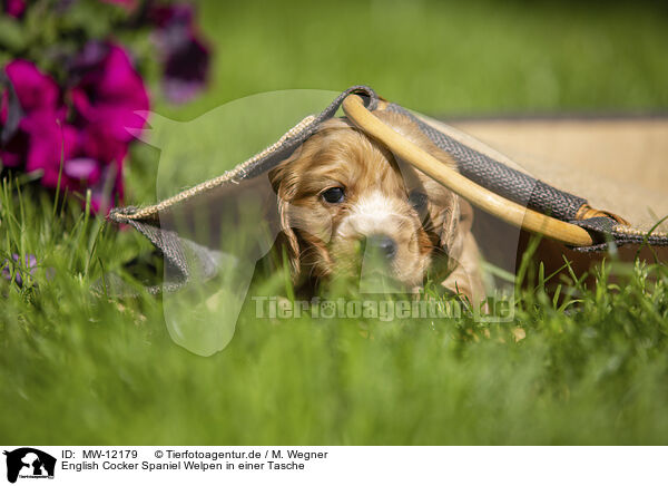 English Cocker Spaniel Welpen in einer Tasche / English Cocker Spaniel puppy in a bag / MW-12179