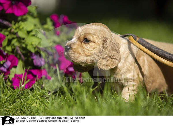 English Cocker Spaniel Welpen in einer Tasche / English Cocker Spaniel puppy in a bag / MW-12180