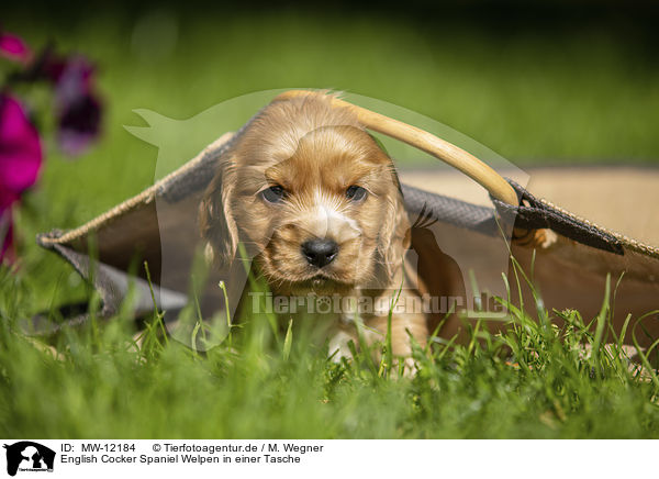 English Cocker Spaniel Welpen in einer Tasche / English Cocker Spaniel puppy in a bag / MW-12184