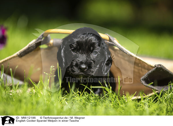 English Cocker Spaniel Welpen in einer Tasche / English Cocker Spaniel puppy in a bag / MW-12186