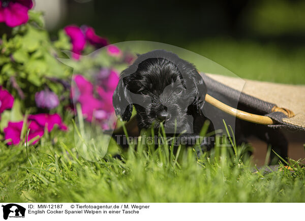 English Cocker Spaniel Welpen in einer Tasche / English Cocker Spaniel puppy in a bag / MW-12187