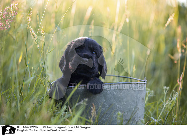 English Cocker Spaniel Welpe im Eimer / English Cocker Spaniel puppy in bucket / MW-12202