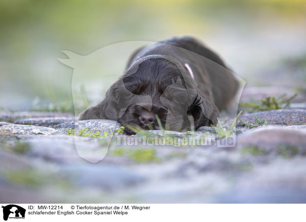 schlafender English Cocker Spaniel Welpe / sleeping English Cocker Spaniel puppy / MW-12214