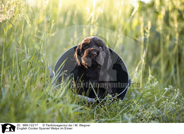 English Cocker Spaniel Welpe im Eimer / English Cocker Spaniel puppy in bucket / MW-12217