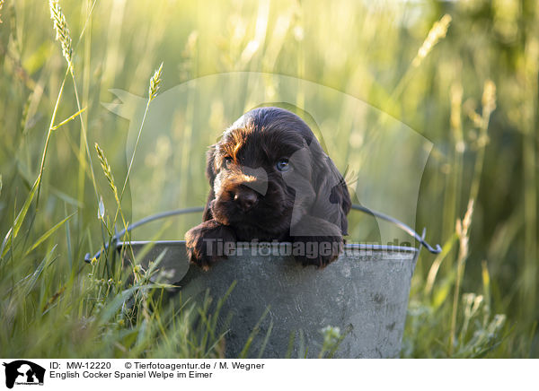 English Cocker Spaniel Welpe im Eimer / English Cocker Spaniel puppy in bucket / MW-12220