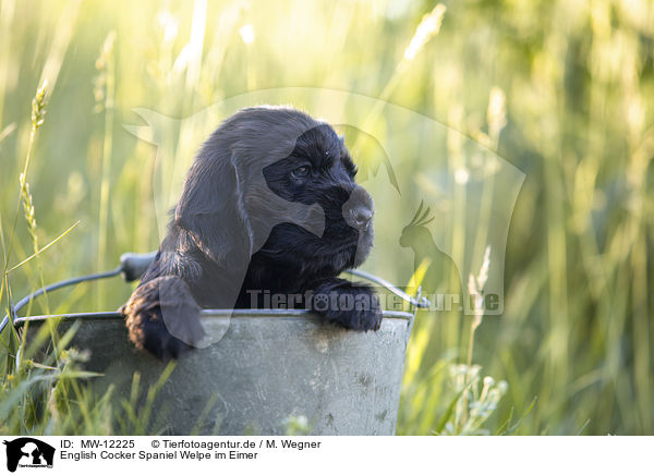 English Cocker Spaniel Welpe im Eimer / English Cocker Spaniel puppy in bucket / MW-12225