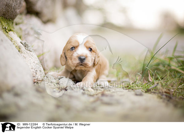 liegender English Cocker Spaniel Welpe / lying English Cocker Spaniel Puppy / MW-12284