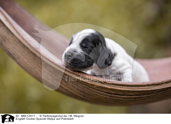 English Cocker Spaniel Welpe auf Palmblatt / English Cocker Spaniel on palm leaf / MW-12411