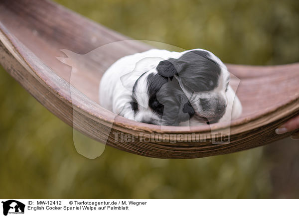 English Cocker Spaniel Welpe auf Palmblatt / English Cocker Spaniel on palm leaf / MW-12412