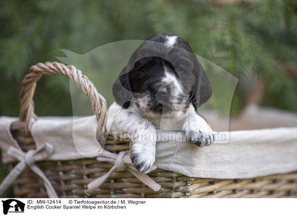 English Cocker Spaniel Welpe im Krbchen / English Cocker Spaniel puppy in a basket / MW-12414