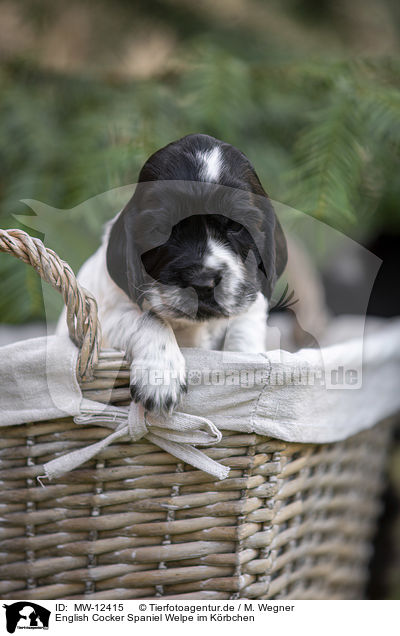 English Cocker Spaniel Welpe im Krbchen / English Cocker Spaniel puppy in a basket / MW-12415