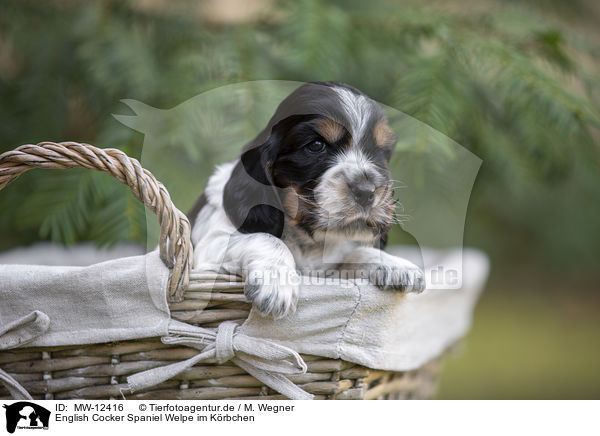 English Cocker Spaniel Welpe im Krbchen / English Cocker Spaniel puppy in a basket / MW-12416