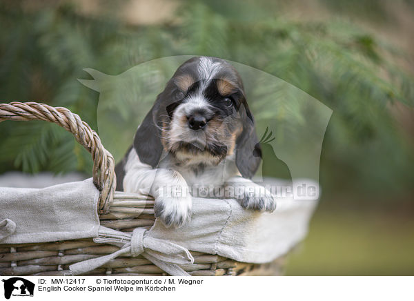 English Cocker Spaniel Welpe im Krbchen / English Cocker Spaniel puppy in a basket / MW-12417