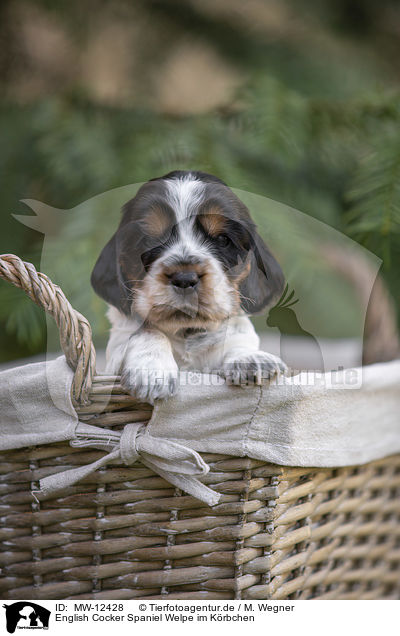 English Cocker Spaniel Welpe im Krbchen / English Cocker Spaniel puppy in a basket / MW-12428