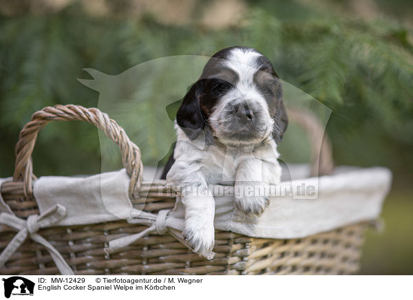 English Cocker Spaniel Welpe im Krbchen / English Cocker Spaniel puppy in a basket / MW-12429