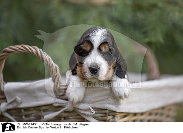 English Cocker Spaniel Welpe im Krbchen / English Cocker Spaniel puppy in a basket / MW-12431