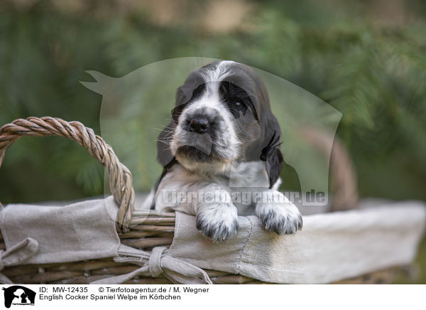 English Cocker Spaniel Welpe im Krbchen / English Cocker Spaniel puppy in a basket / MW-12435