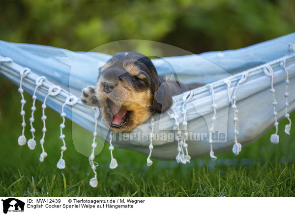 English Cocker Spaniel Welpe auf Hngematte / English Cocker Spaniel puppy on hammock / MW-12439