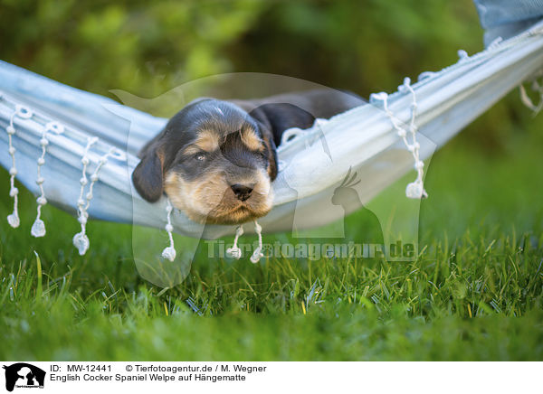 English Cocker Spaniel Welpe auf Hngematte / English Cocker Spaniel puppy on hammock / MW-12441