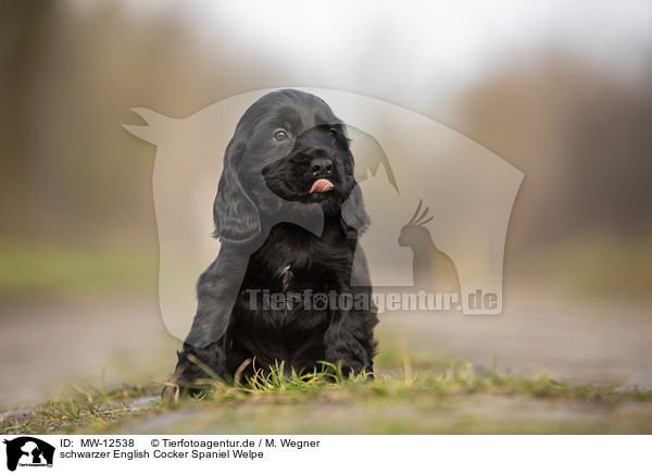schwarzer English Cocker Spaniel Welpe / black English Cocker Spaniel puppy / MW-12538