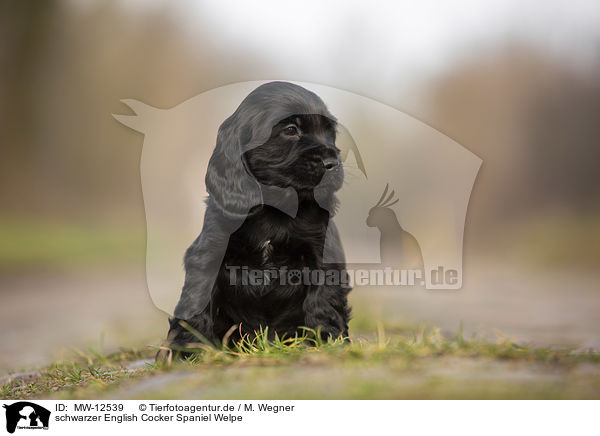 schwarzer English Cocker Spaniel Welpe / black English Cocker Spaniel puppy / MW-12539
