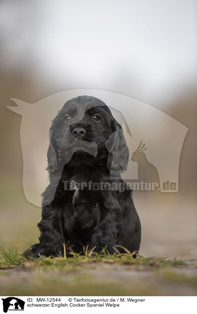 schwarzer English Cocker Spaniel Welpe / black English Cocker Spaniel puppy / MW-12544