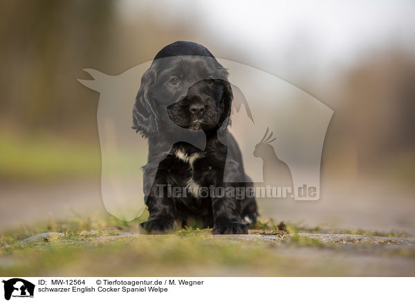 schwarzer English Cocker Spaniel Welpe / black English Cocker Spaniel puppy / MW-12564