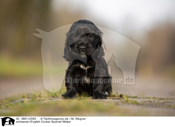 schwarzer English Cocker Spaniel Welpe / black English Cocker Spaniel puppy / MW-12565