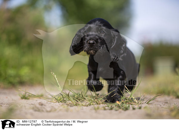 schwarzer English Cocker Spaniel Welpe / black English Cocker Spaniel puppy / MW-12787