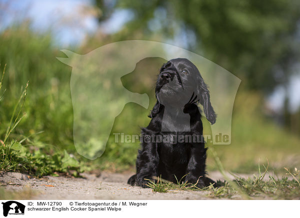 schwarzer English Cocker Spaniel Welpe / black English Cocker Spaniel puppy / MW-12790