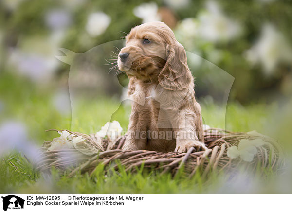 English Cocker Spaniel Welpe im Krbchen / English Cocker Spaniel puppy in a basket / MW-12895