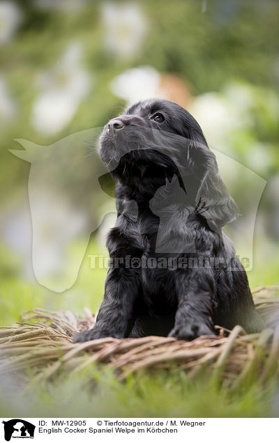 English Cocker Spaniel Welpe im Krbchen / English Cocker Spaniel puppy in a basket / MW-12905