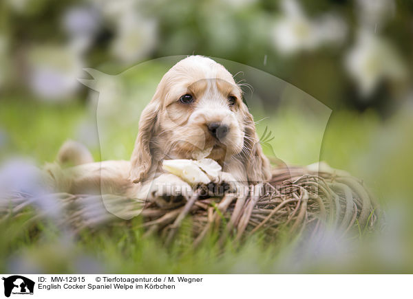 English Cocker Spaniel Welpe im Krbchen / English Cocker Spaniel puppy in a basket / MW-12915