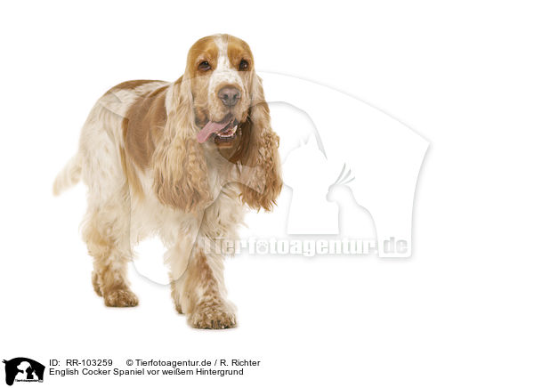 English Cocker Spaniel vor weiem Hintergrund / English Cocker Spaniel in front of white background / RR-103259