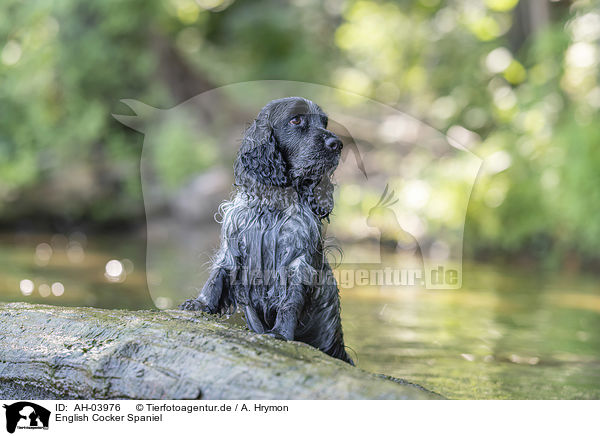 English Cocker Spaniel / English Cocker Spaniel / AH-03976