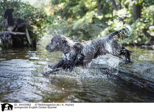 springender English Cocker Spaniel / jumping English Cocker Spaniel / AH-03982