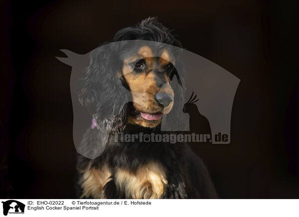 English Cocker Spaniel Portrait / English Cocker Spaniel Portrait / EHO-02022