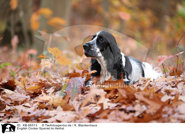 English Cocker Spaniel im Herbst / English Cocker Spaniel in autumn / KB-06513