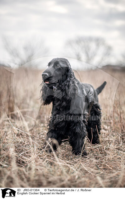 English Cocker Spaniel im Herbst / English Cocker Spaniel in autumn / JRO-01364