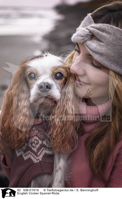 English Cocker Spaniel Rde / male English Cocker Spaniel / SIB-01919