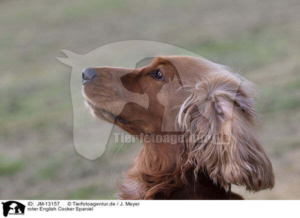 roter English Cocker Spaniel / red English Cocker Spaniel / JM-13157