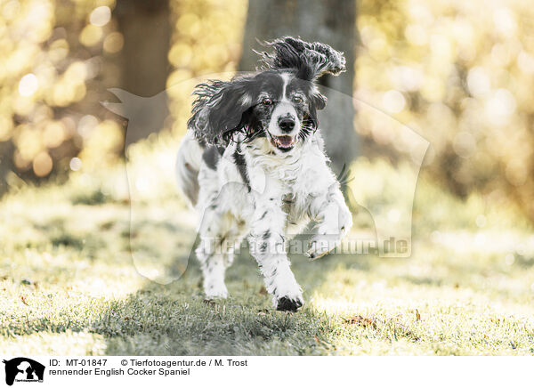 rennender English Cocker Spaniel / running English Cocker Spaniel / MT-01847