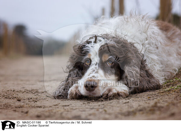 English Cocker Spaniel / English Cocker Spaniel / MASC-01186