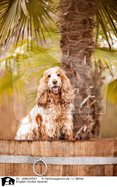 English Cocker Spaniel / JAM-04591