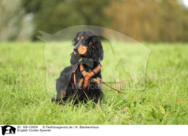 English Cocker Spaniel / English Cocker Spaniel / KB-12609