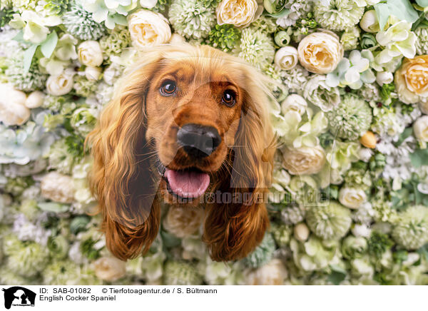 English Cocker Spaniel / English Cocker Spaniel / SAB-01082