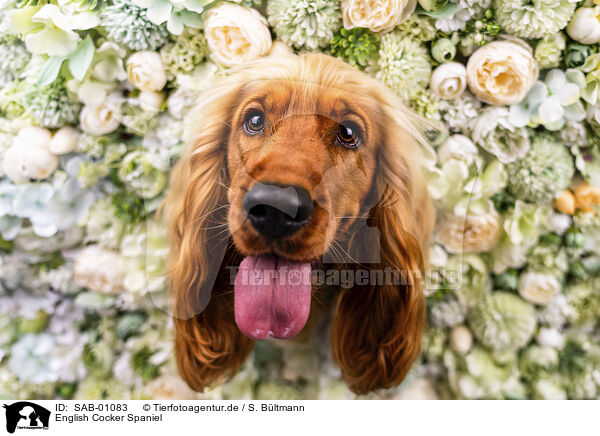 English Cocker Spaniel / English Cocker Spaniel / SAB-01083