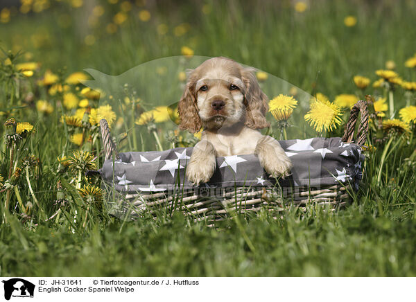 English Cocker Spaniel Welpe / English Cocker Spaniel Puppy / JH-31641